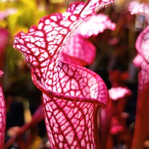 Sarracenia leucophylla (red, L38c MSr x self), da seme, esemplari assortiti