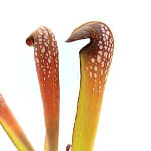 Sarracenia minor var. okefenokeensis ["giant form" (BCP) x self], da seme, esemplari assortiti