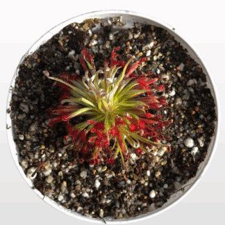 Drosera aff. lanata (Flying Fox Creek, NT)