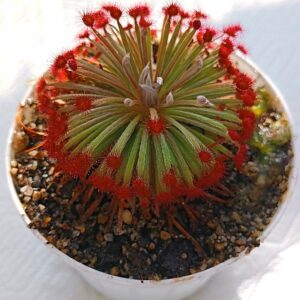 Drosera aff. lanata (Flying Fox Creek, NT)