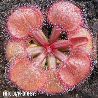 Drosera falconeri (Palmerston, NT)