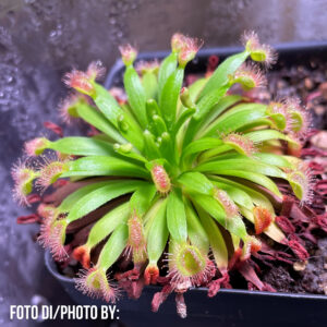 Drosera fulva (Noonamah, NT)