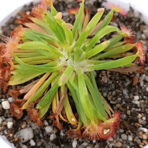 Drosera fulva (Noonamah, NT)1