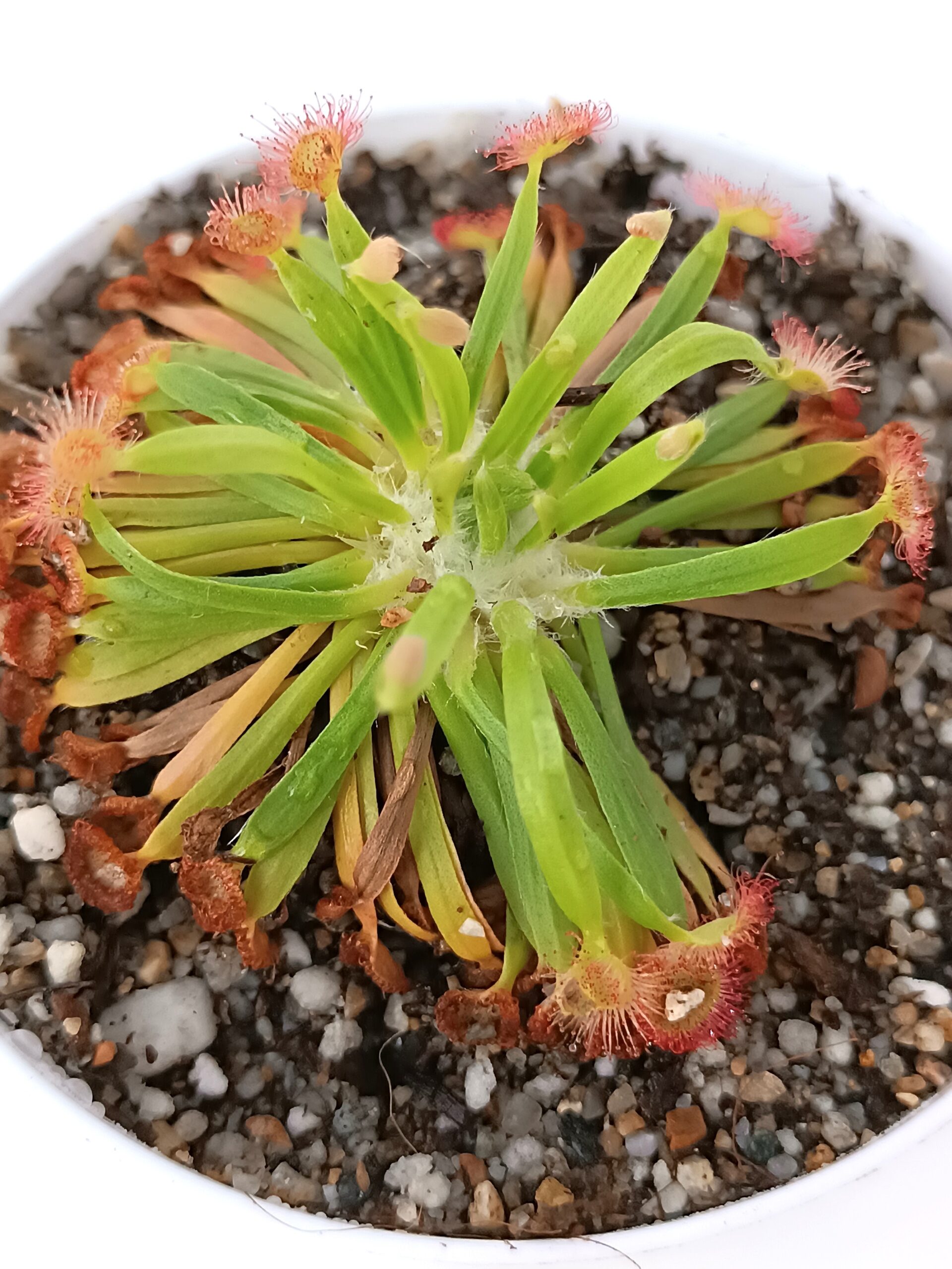 Drosera fulva (Noonamah, NT)1