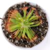 Drosera fulva (Noonamah, NT)