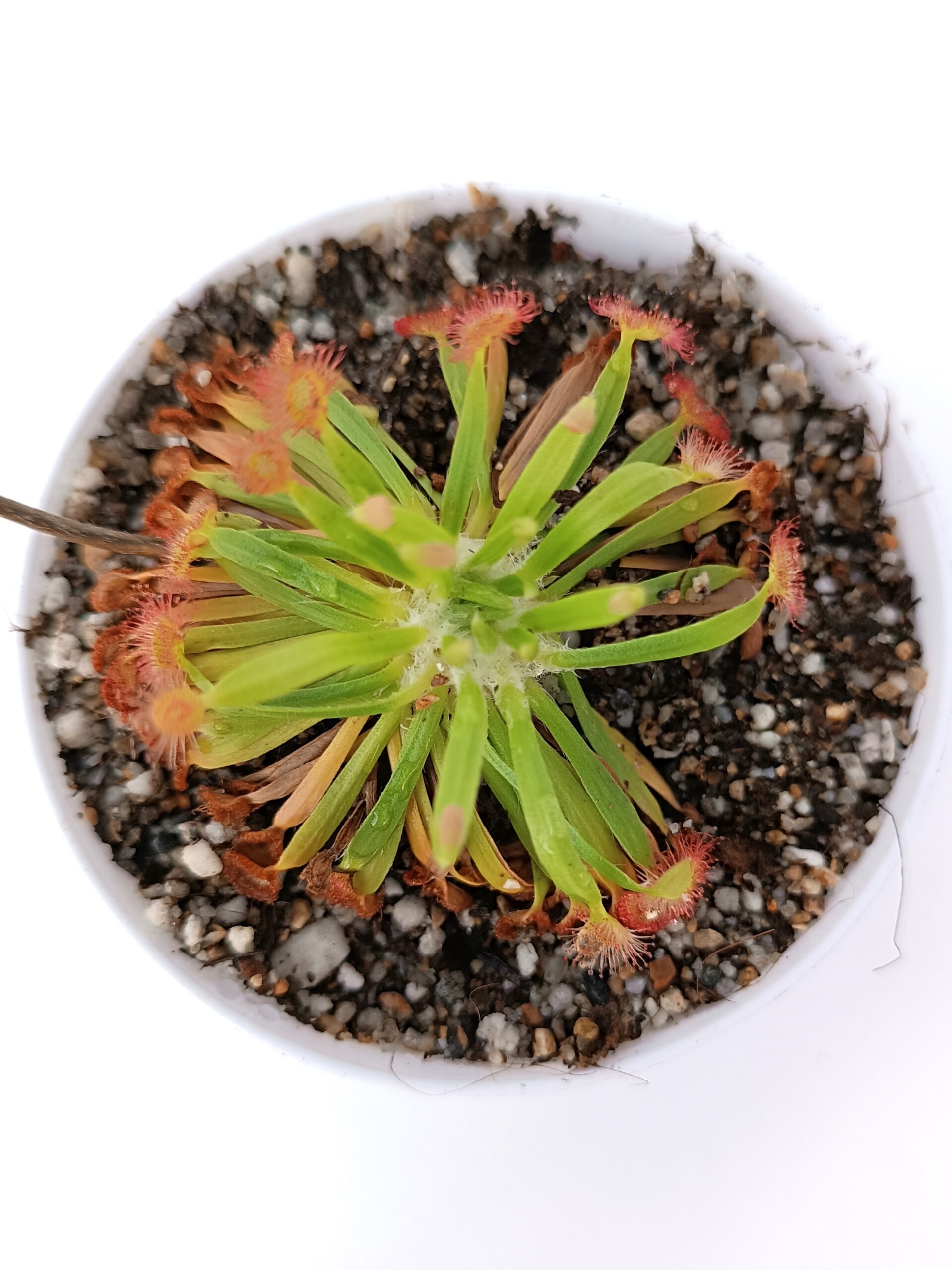 Drosera fulva (Noonamah, NT)2