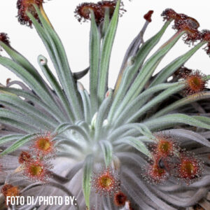 Drosera ordensis (Mornington Station, Kimberley, WA)