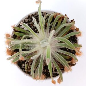 Drosera ordensis (Mirima, Kimberley, WA)1