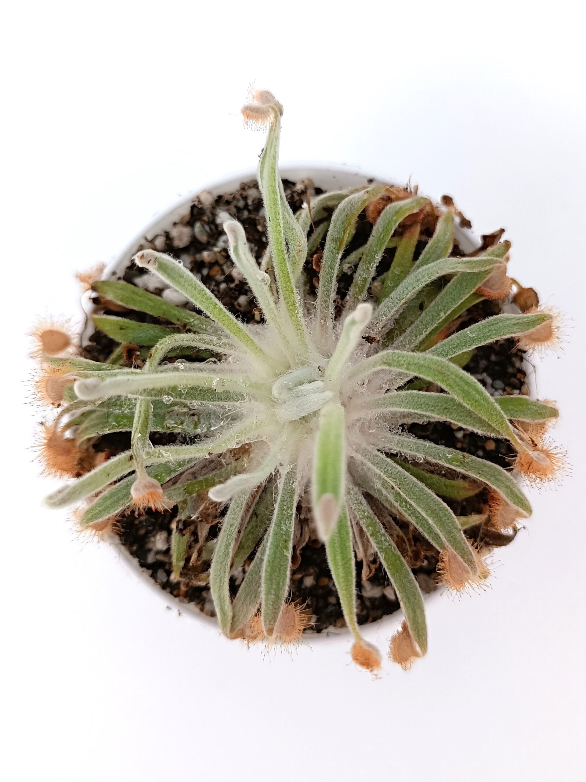 Drosera ordensis (Mirima, Kimberley, WA)1