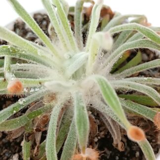 Drosera ordensis (Mirima, Kimberley, WA)