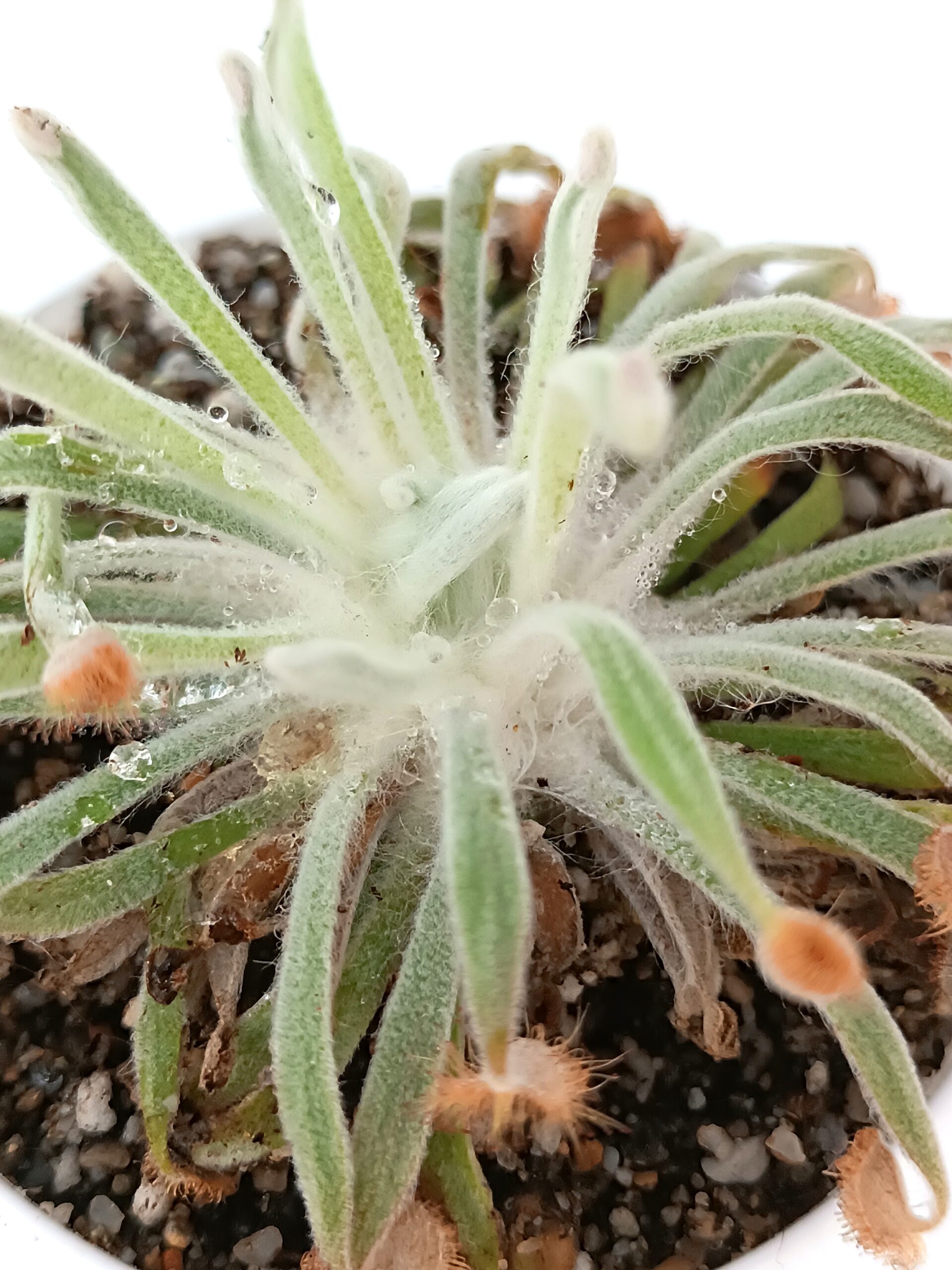 Drosera ordensis (Mirima, Kimberley, WA)2