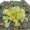 Drosera x snyderi (D. natalensis x nidiformis)