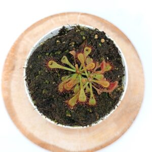 Drosera x snyderi5