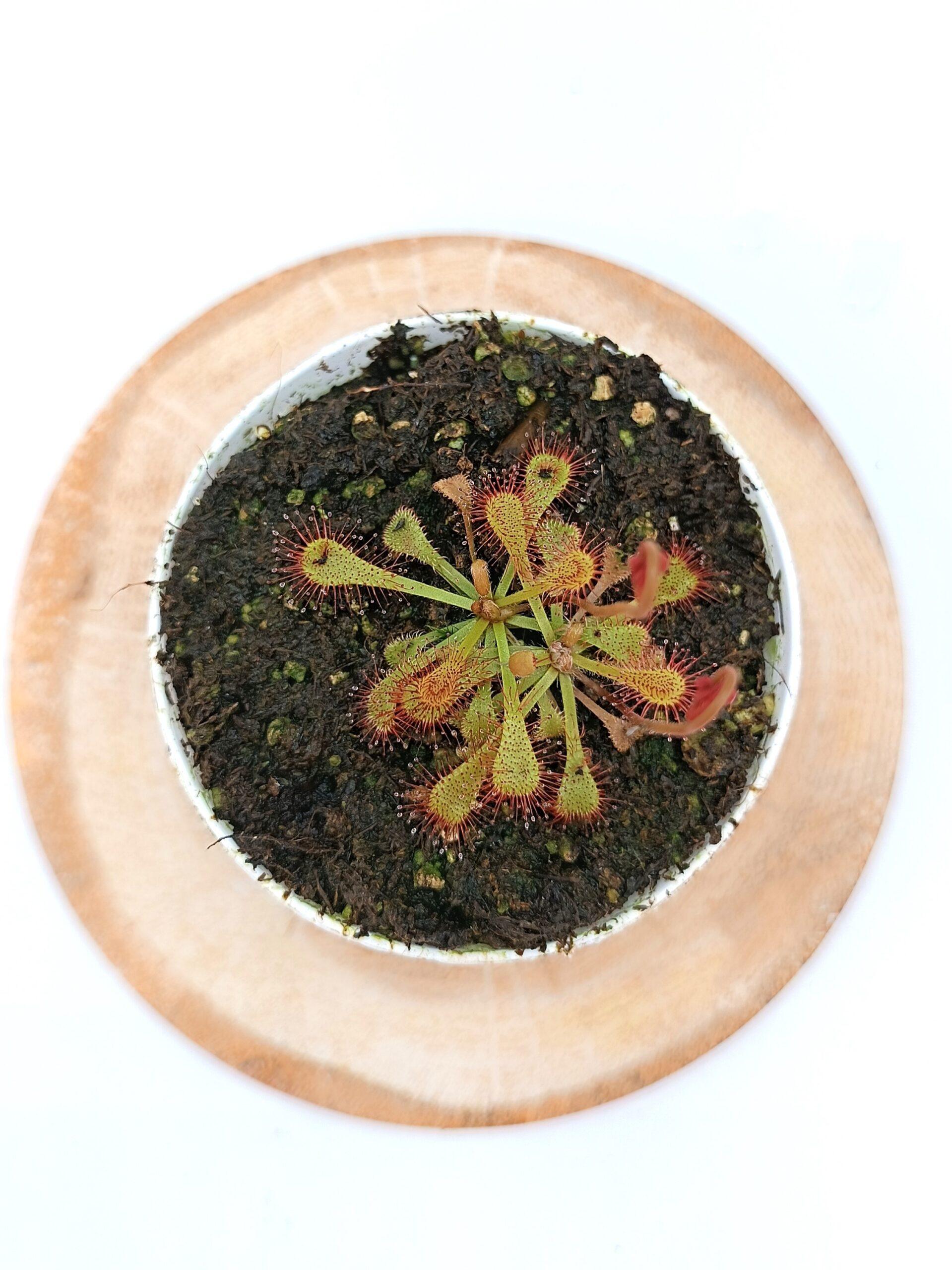 Drosera x snyderi5