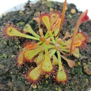 Drosera x snyderi (D. natalensis x nidiformis)