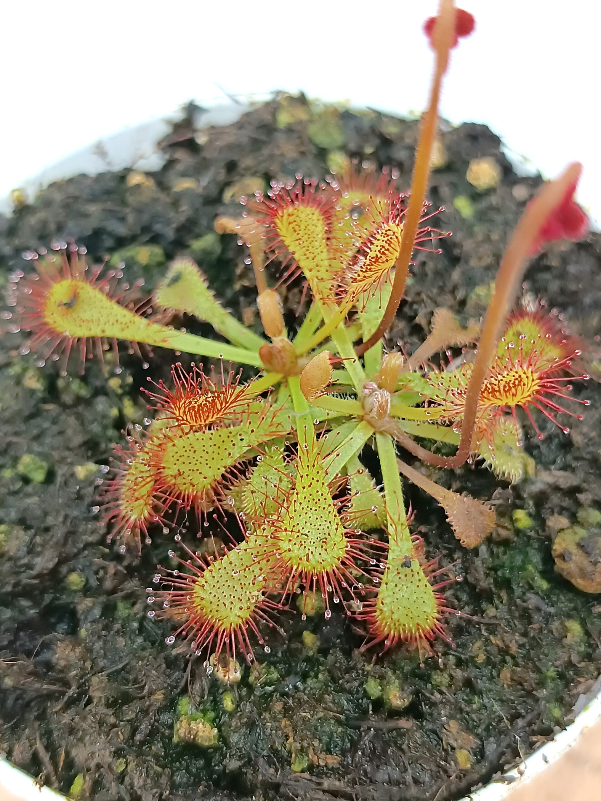 Drosera x snyderi6