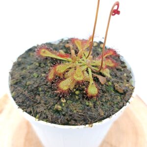 Drosera x snyderi7