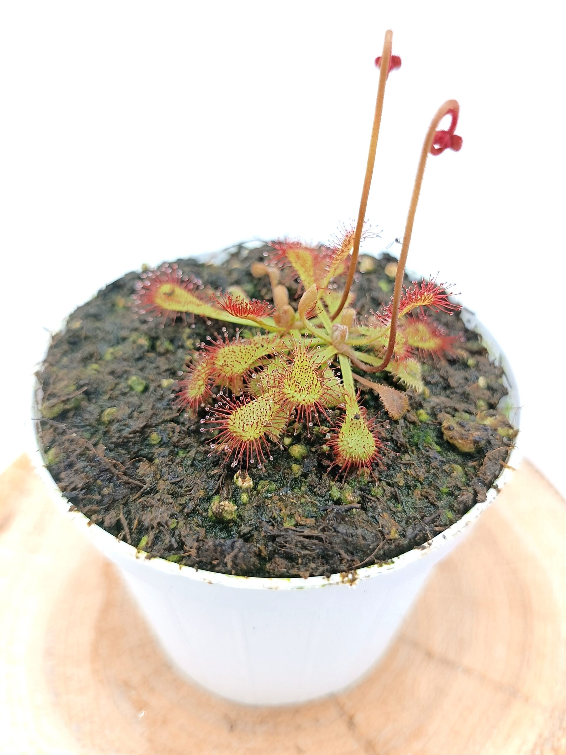 Drosera x snyderi7