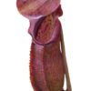 Nepenthes adrianii, da seme, esemplari assortiti