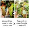 Nepenthes (platychila x veitchii) x (spathulata x vogelii), da seme, esemplari assortiti