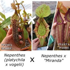 Nepenthes (platychila x vogelii) x (x "Miranda"), da seme, esemplari assortiti