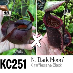 Nepenthes (x "dark moon") x rafflesiana (black), cl. A