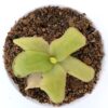Pinguicula gigantea x (x “seductora B”)