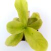 Pinguicula gigantea, da seme