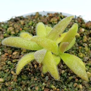 Pinguicula medusina x gigantea