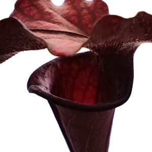 Sarracenia leucophylla (SL94 AC) x (x soperi, IPX110 AS), da seme, esemplari assortiti