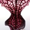 Sarracenia leucophylla “Wilerson’s Red Rocket” x (x moorei ‘Saurus’), da seme, esemplari assortiti