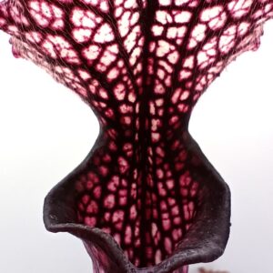 Sarracenia leucophylla "Wilerson's Red Rocket" x (x moorei 'Saurus'), da seme, esemplari assortiti