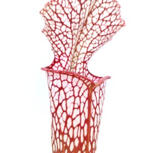 Sarracenia leucophylla "giant" (L30a MSr) x (x moorei 'Saurus'), da seme, esemplari assortiti