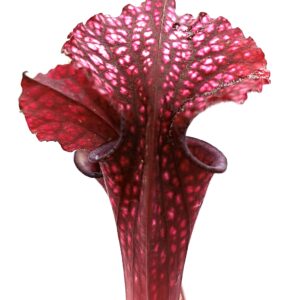 Sarracenia leucophylla var. alba 'Hurricane Creek White' (cl. F) x (x 'Ellie Wang'), da seme, esemplari assortiti
