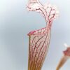 Sarracenia (x “Asuka No. 16”) x (x ‘Ellie Wang’), da seme, esemplari assortiti