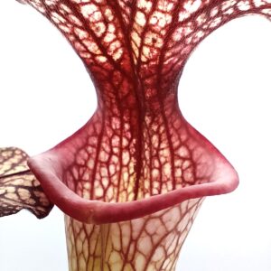 Sarracenia x moorei ('Adrian Slack' x "John David King"), da seme, esemplari assortiti