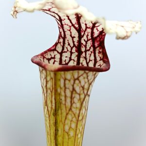 Sarracenia x moorei ("cherry lips" x "a porais"), da seme, esemplari assortiti