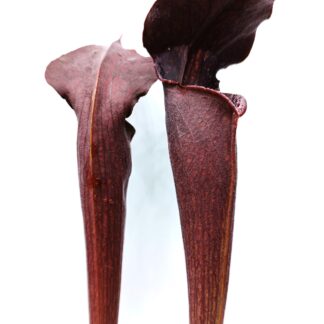 Sarracenia alata var. nigropurpurea (black tube, A27 MK, De Soto National Forest)