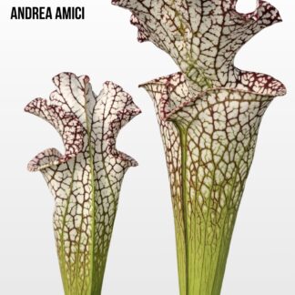 Sarracenia leucophylla "bocaza" (L87 MK)