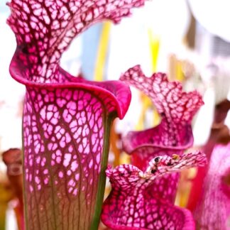 Sarracenia leucophylla "hot pink selections 1" (L48a MK, Botanique, Hosford, Florida)