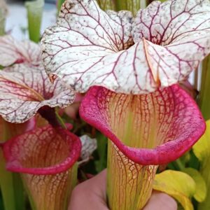 Sarracenia x moorei 'Adrian Slack'