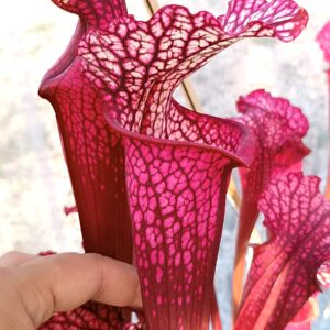 Sarracenia x "EG magenta"