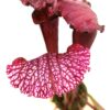Sarracenia (x mitchelliana) x leucophylla (red, L38c MSr), da seme, esemplari assortiti