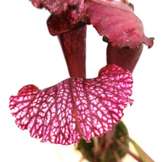 Sarracenia (x mitchelliana) x leucophylla (red, L38c MSr), da seme, esemplari assortiti