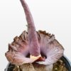 Amorphophallus impressus, tubero