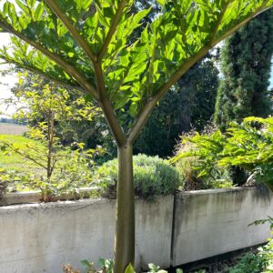 Amorphophallus konjac 'Nightstick', tubero