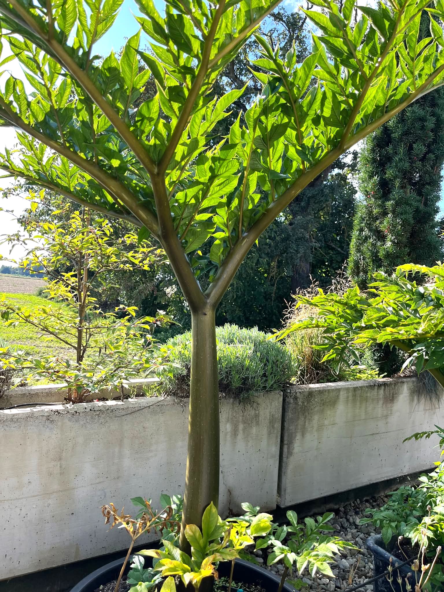 Amorphophallus konjac Nightstick1