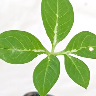 Amorphophallus mossambicensis x taurostigma "white veins"