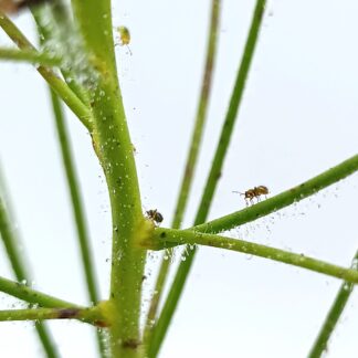 Byblis gigantea con insetti simbionti