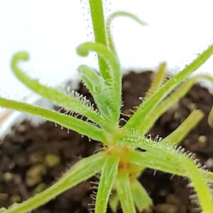 Drosera magnifica2